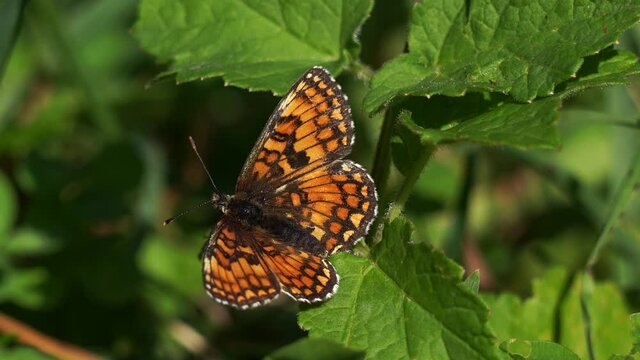 Meadow Fritilary (Melitaea parthenoides) heating up in the morning sun