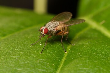 housefly with red eyes on a leaf