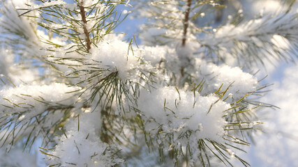 Christmas evergreen spruce tree with fresh natural snow over winter sunset background. Pine tree in snow in light of sparkle sun, winter natural background