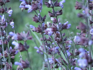 Obraz premium flowers in the field