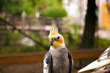 Beautiful grey and yellow parakeet bird