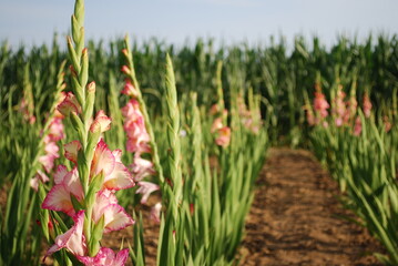 blooming gladiolus flowers