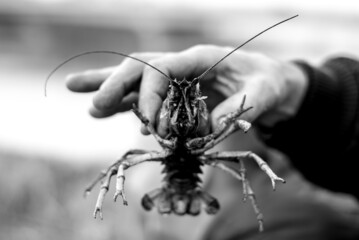 Face to face with a crayfish