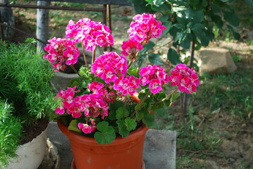 Fototapeta na wymiar pink geranium flowers