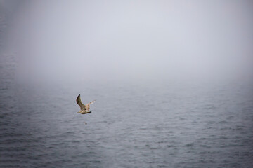 Seagull flying over the ocean on a foggy day