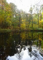 Fototapeta na wymiar Łagiewnicki Forest in Lodz during a walk on a sunny autumn day.