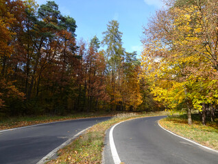 Łagiewnicki Forest in Lodz during a walk on a sunny autumn day.