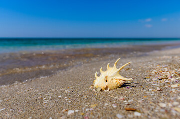 A beautiful shell on the Black Sea coast in Crimea.