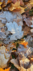 Frosted leaves on a cold autumn morning.