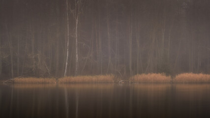 late fall. mystical foggy twilight in the coastal forest with bare trees and reed and reflection on the water surface