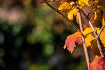 Autumn among the vineyards and the ancient village of Villafredda. Friuli.