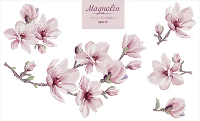 Foto op Canvas Vector flowers set with Magnolia flowers. Isolated elements with Magnolia flowers, brunches and leaves. © JL-art