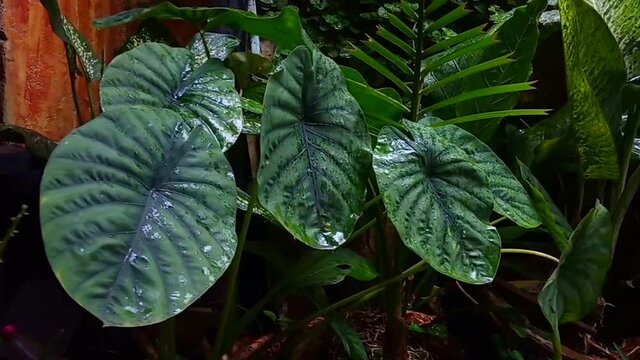 Taro plants in the rain. This video can be used as an interlude in a short film.