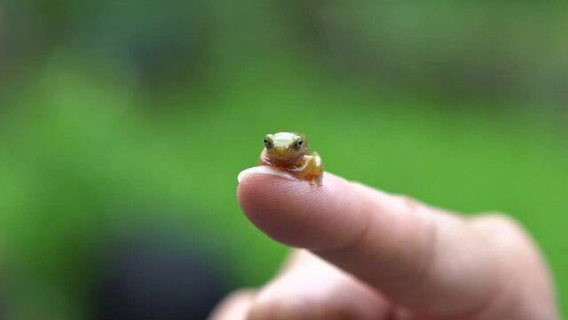 Slowmotion woman holding a small forest frog toad close-up. People interacting with little wild reptile animal in Taiwan. Tiny baby of Hyla Chinensis tadpole is sitting on the finger-Dan