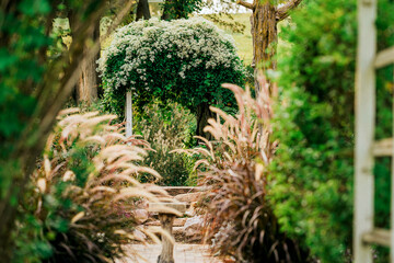 Outdoor garden forest spring blooming tree flowers