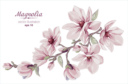 Vector flowers set with Magnolia flowers. Isolated elements with Magnolia flowers, brunches and leaves.