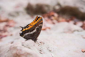 Schöner Schmetterling mit wundervollem Kleid.