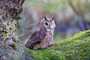 A long eared owl sits on the branch of a tree