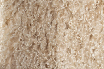 curly and fluffy natural fur texture from young lamb 