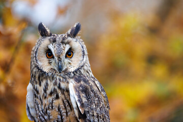 A long eared owl with gorgeous autumnal colours