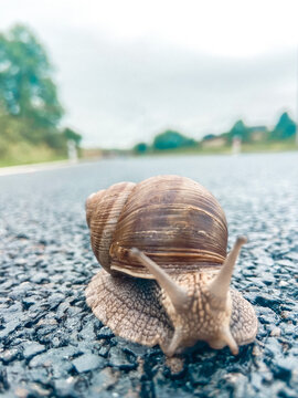 Snail On The Beach