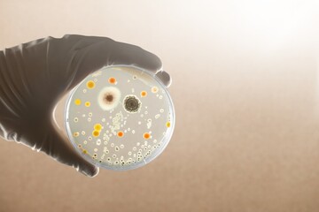 Antimicrobial susceptibility resistance test by diffusion in hands - obrazy, fototapety, plakaty