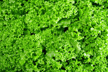 Fototapeta na wymiar Green salad leaves background, texture