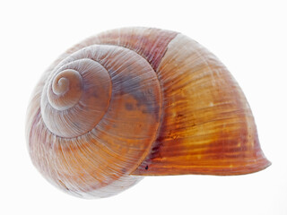 Snail shell of a Roman snail