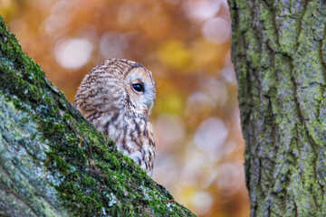 A tawny owl sits on the branch of a tree