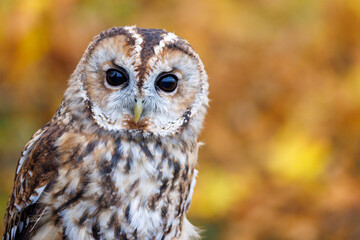 A tawny owl with gorgeous autumnal colours background