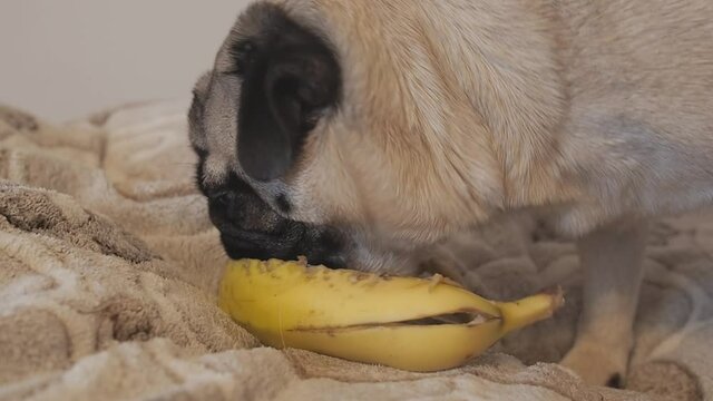 Cute Pug Dog Eating A Banana In Peel Close Up. Healthy Snack For Pets