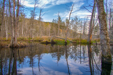 Fototapeta na wymiar Swampy marsh in the forest in winter