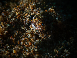 Fototapeta na wymiar Bobtail squid buried in the sand