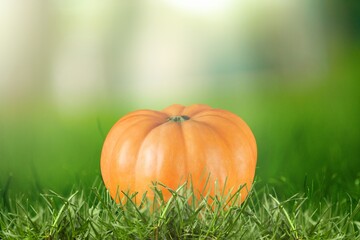 Ripe big pumpkin on grass background. Autumn concept with pumpkin.