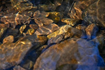 Obraz na płótnie Canvas water of autumn leafy forest stream 