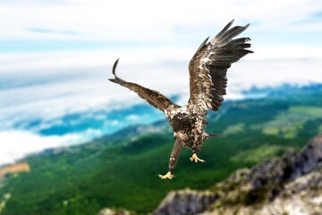 Eagle flies at high altitude with wings outstretched in the mountains.