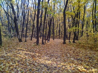 autumn in the forest