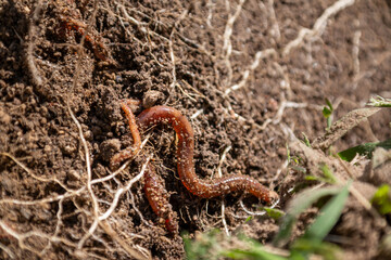 earthworm fertilizing the garden, earthworm concept - obrazy, fototapety, plakaty
