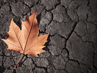 yellow leaf on dry and dehydrated ground