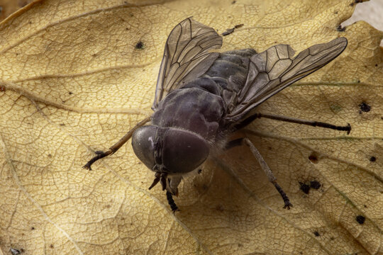 Close up of a Horse-fly Tabanidae on a leaf