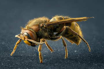 Extreme sharp and detailed study of wasp