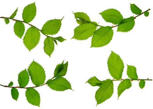 group of spring green leaf on white background. Isolated without shadow. Detail for design. Design elements. Macro.