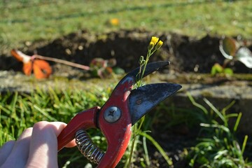 hands cutting flower with red pruner