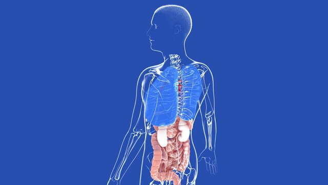 Anatomical 3d animation of internal organs and transparent human body silhouette. Rotating 360&ordm; on its axis.