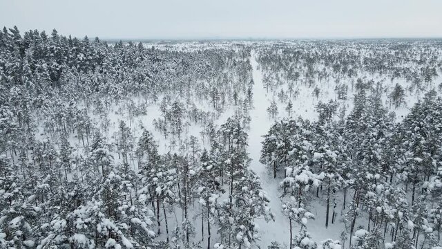 Aerial flight over Kemeri bog swampy area in winter