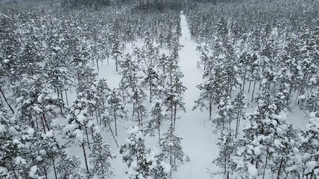 Aerial descending flight over Kemeri bog swampy area in winter