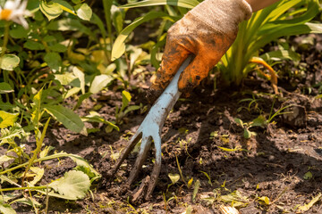 The gardener removes the weed and digs up the black soil.