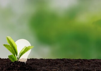 Light bulbs the concept of clean energy growth and business growth.