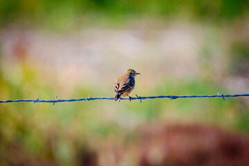 dragonfly on a twig