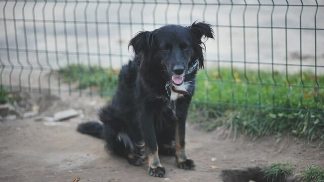 Black mongrel dog on the street.